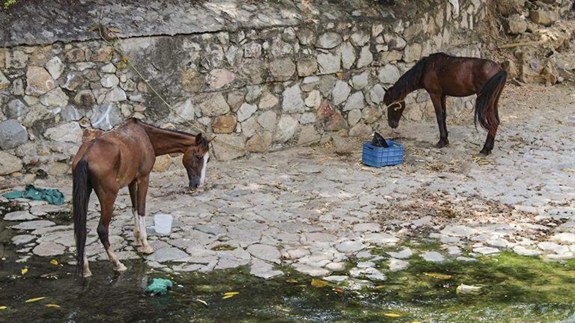 Caballos Calandrias